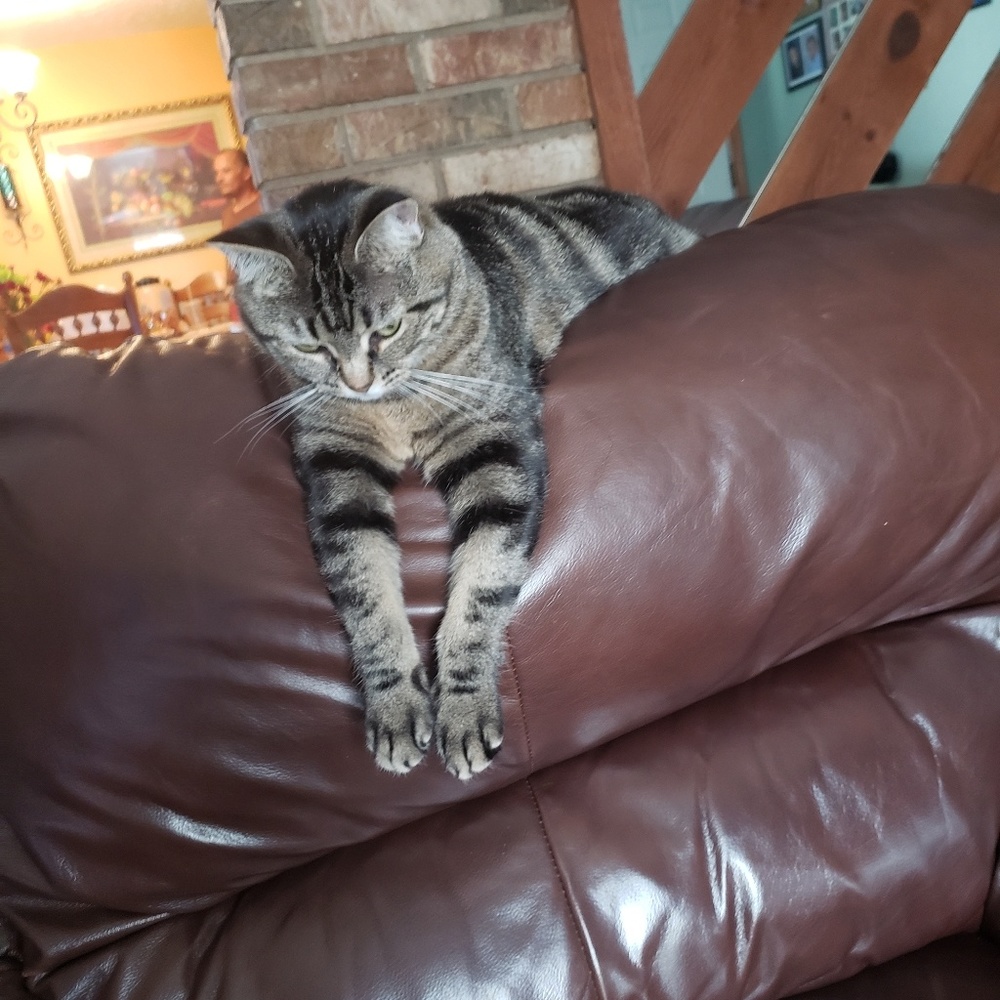 Meet your Posher, Crystal